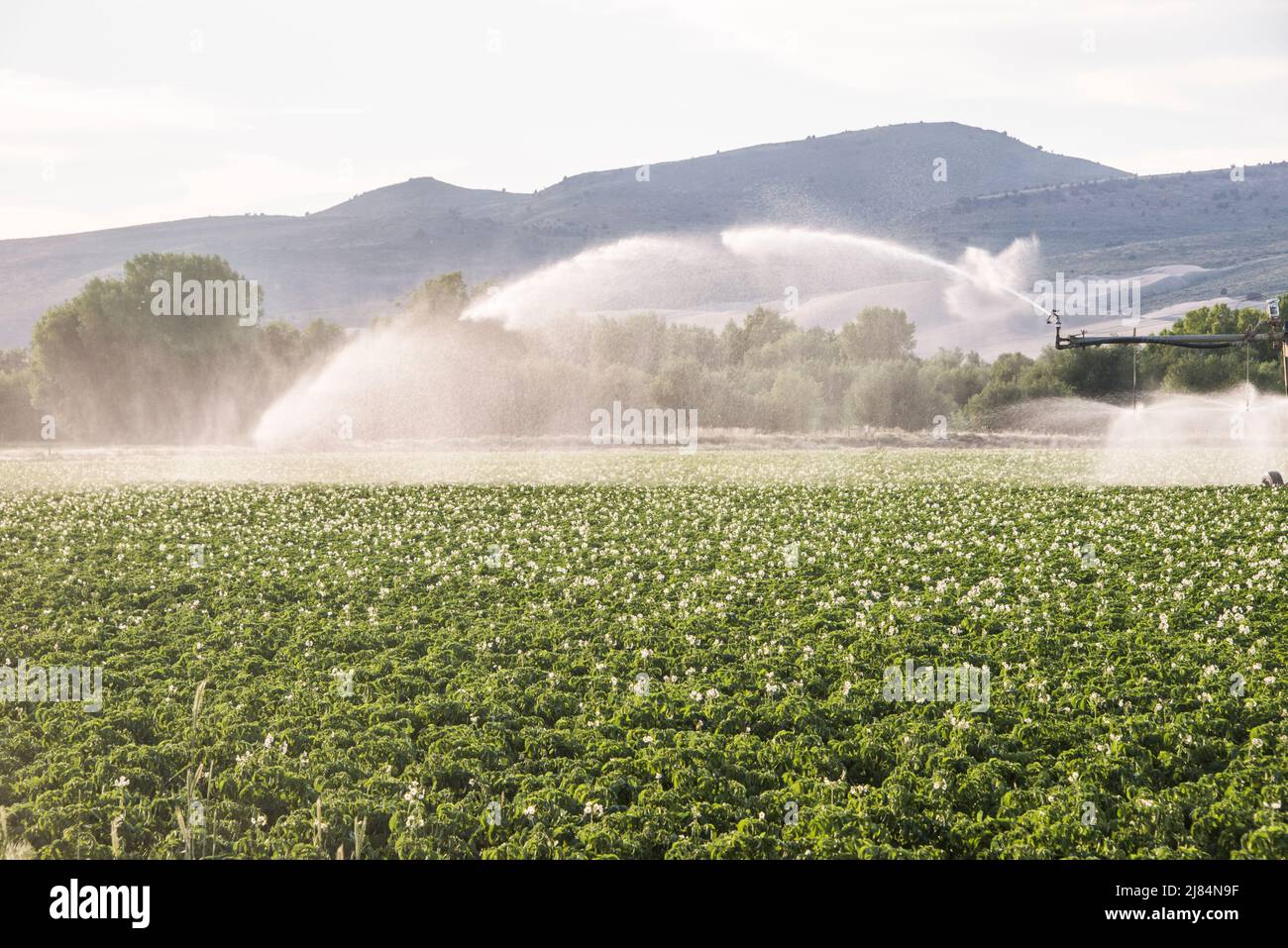 Plants de pommes de terre fleuris au champ avec irrigation, St Anthony, Idaho Banque D'Images