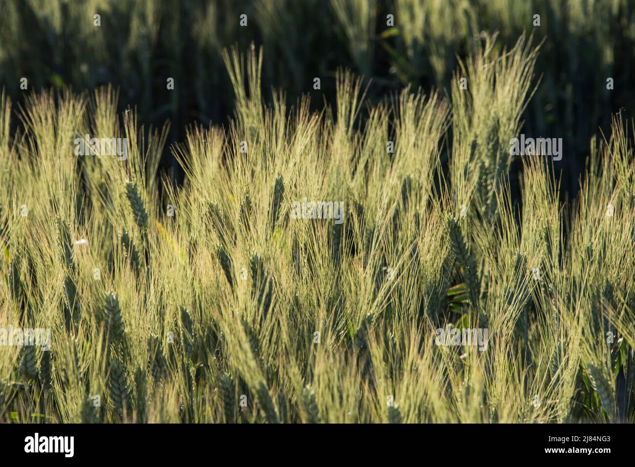 Gros plan de têtes de blé presque mûres au soleil, Heise, Idaho, Etats-Unis Banque D'Images
