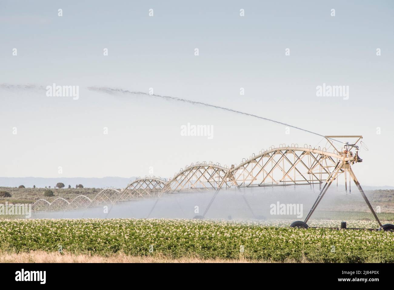 Irrigation pivot sur culture de pomme de terre, St Anthony, Idaho, Etats-Unis Banque D'Images