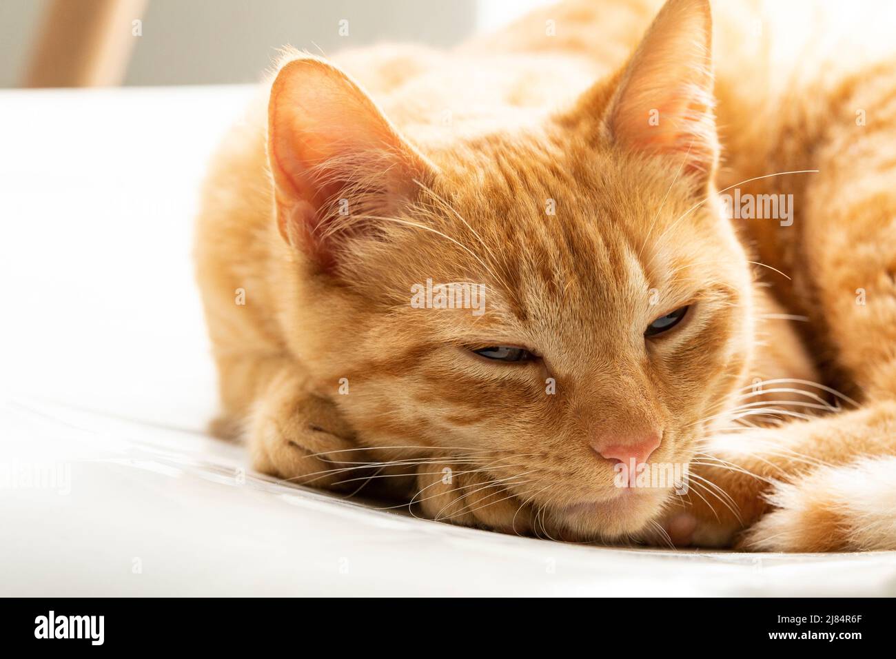 Felis Catus - chien magnifique chat orange Banque D'Images