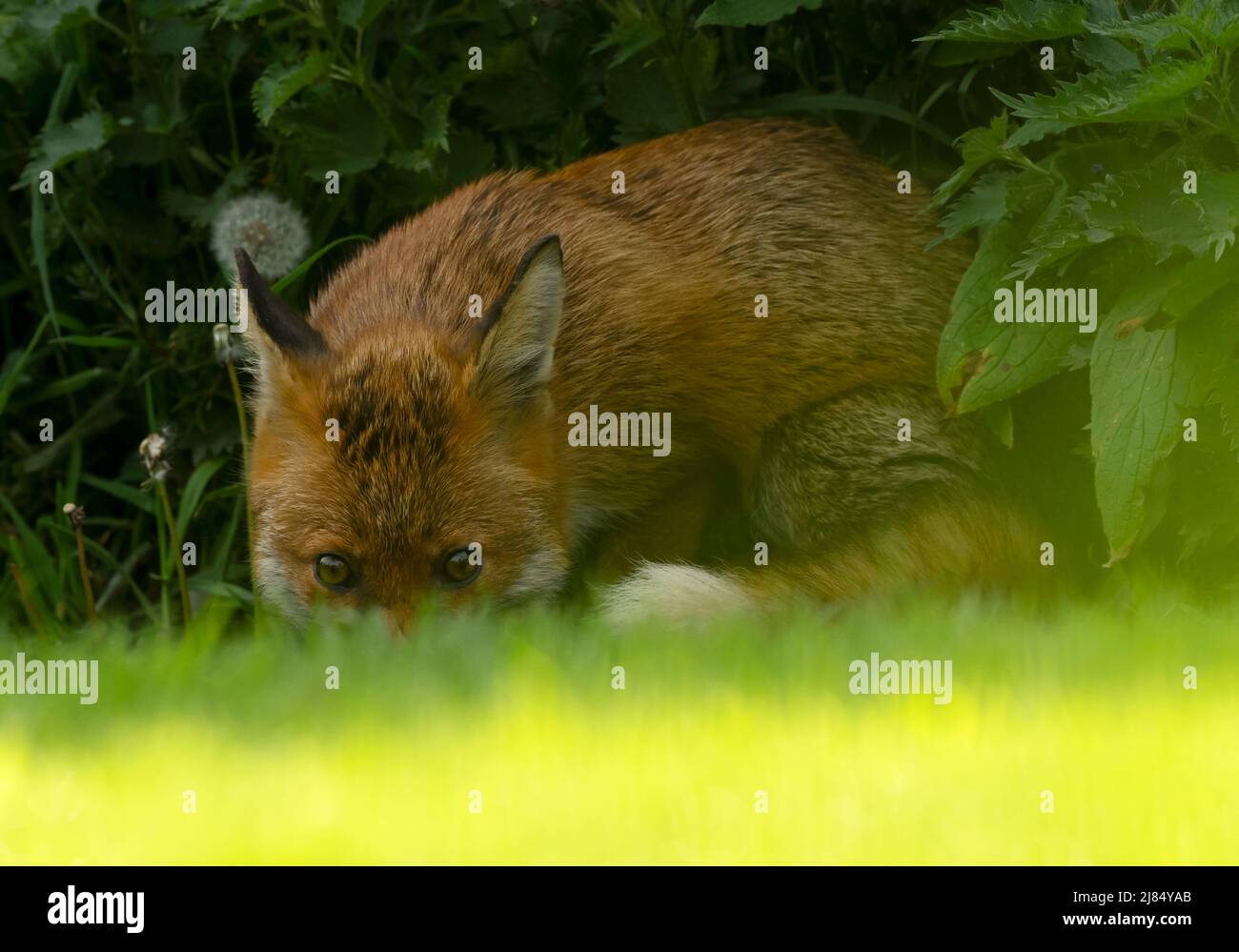 Un renard roux sauvage (Vulpes vulpes) au bord de la sous-croissance, Warwickshire Banque D'Images