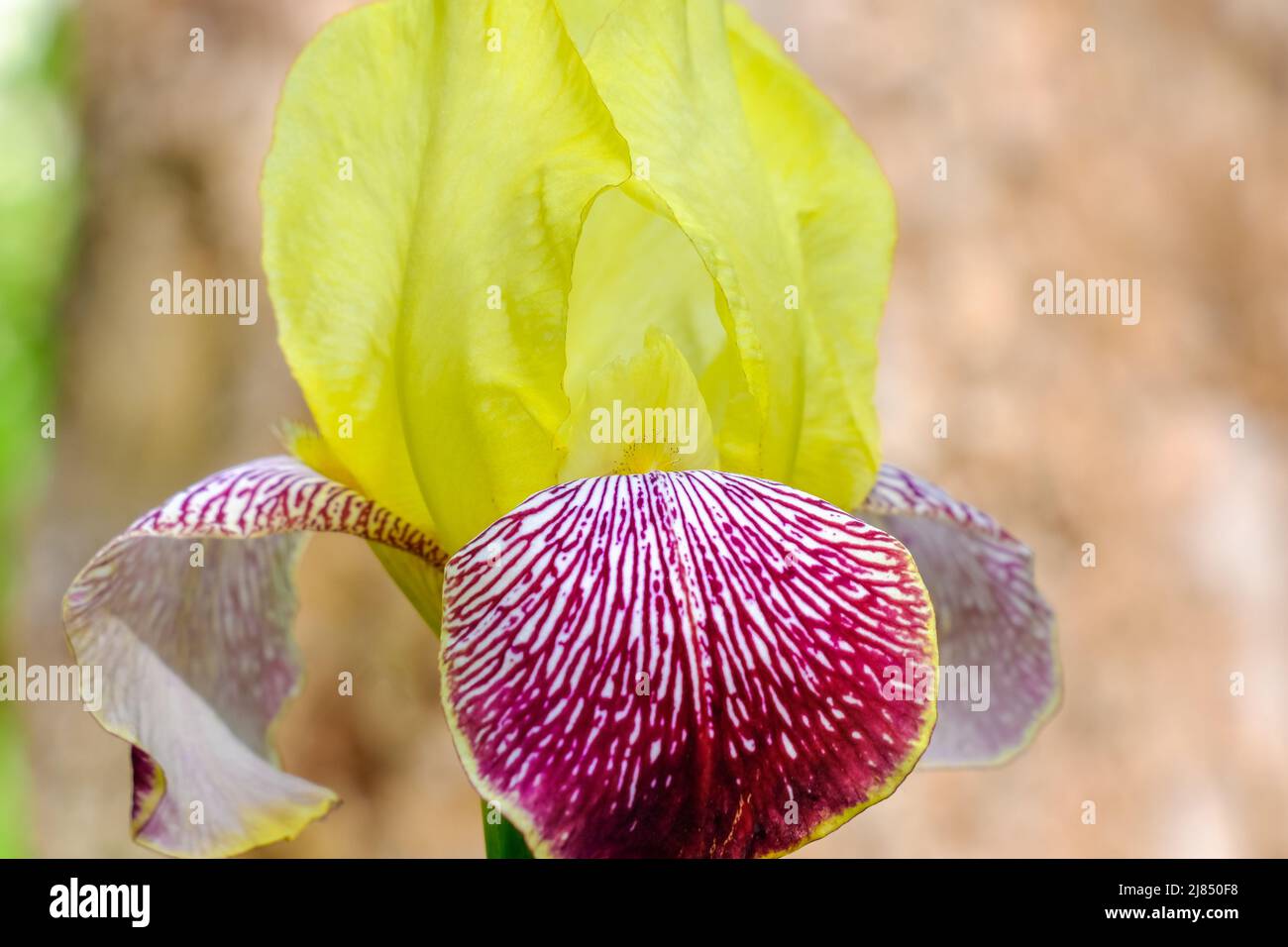 Pétales de fleur d'iris pendant la floraison. Iris barbu jaune et violet. Banque D'Images