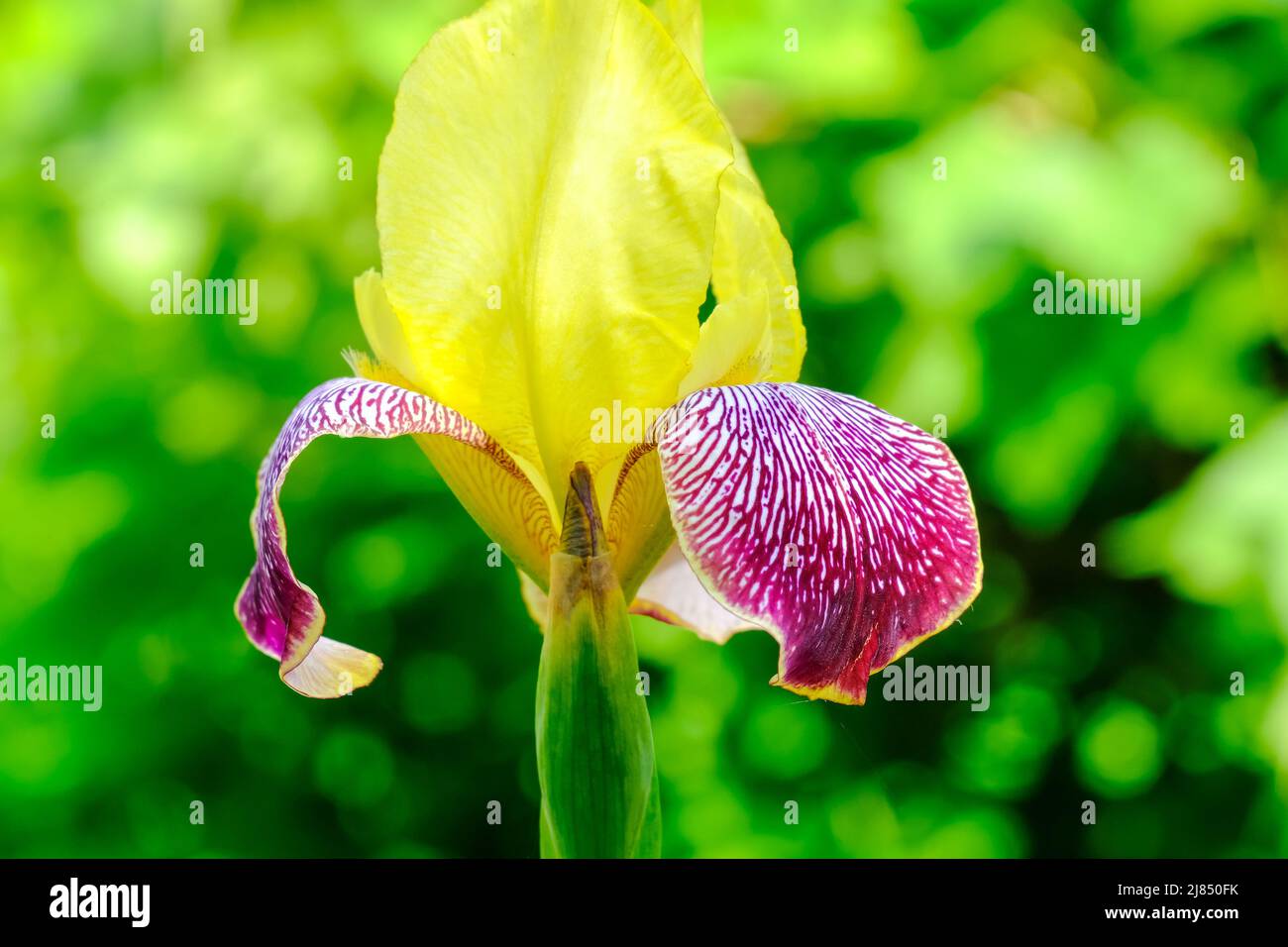 Iris barbu jaune et violet. Pétales de fleur d'iris lors de la floraison sur un fond vert flou. Banque D'Images