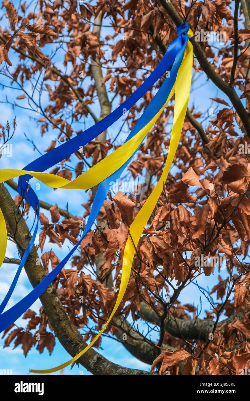 Ruban aux couleurs du drapeau national ukrainien sur un arbre. Banque D'Images
