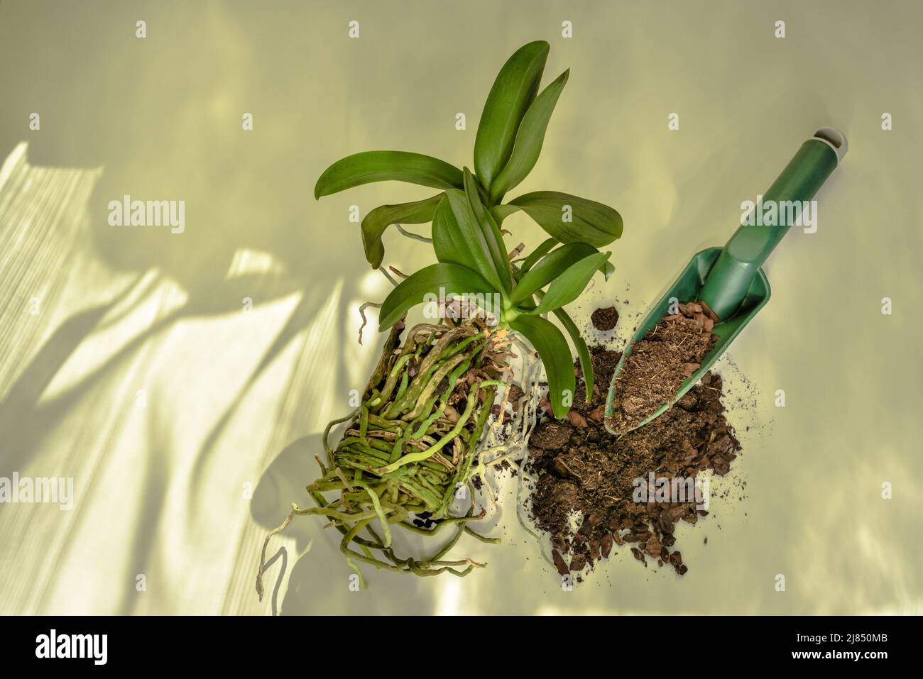 La fleur d'orchidée et son système racinaire en préparation à la plantation dans un nouveau sol. Soin et culture d'orchidées Phalaenopsis. Banque D'Images