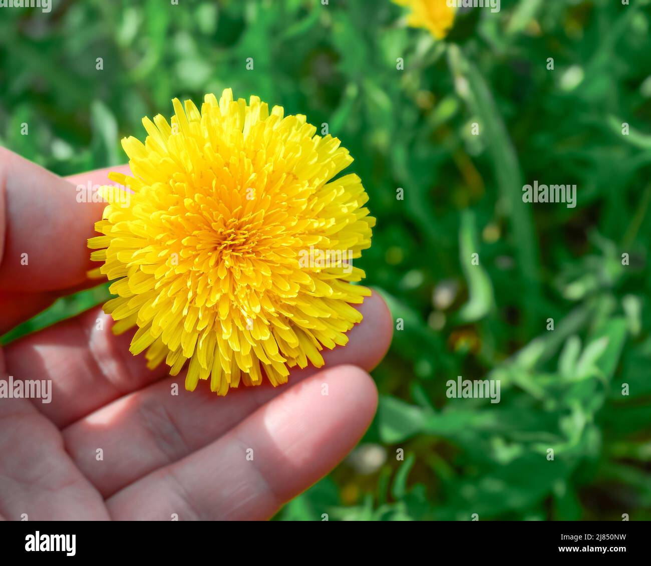 Vue de dessus de la tête de fleur jaune et des pétales de pissenlit dans la paume de la main Banque D'Images