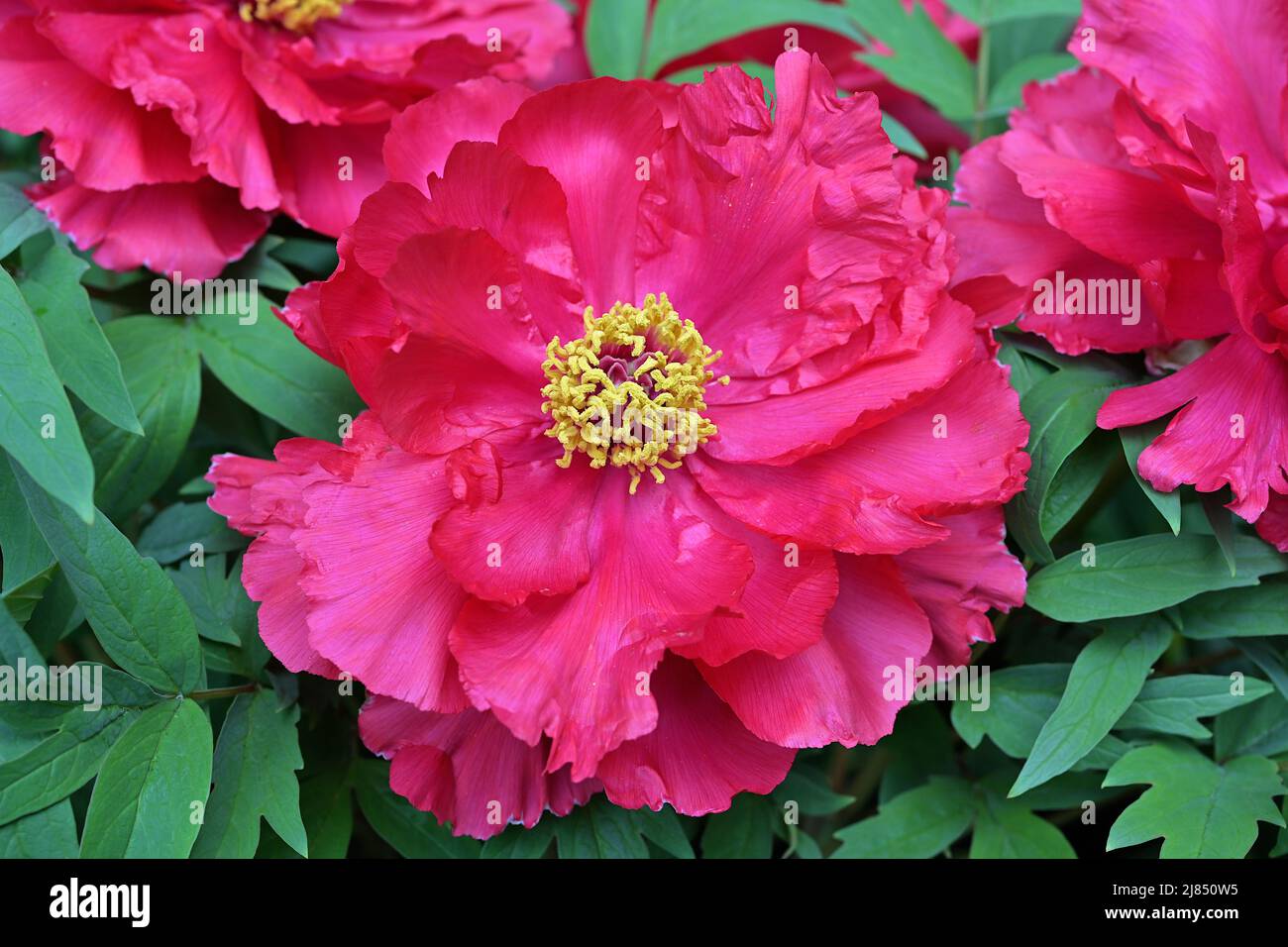 La pivoine est une plante à fleurs originaire d'Asie, d'Europe et de l'ouest de l'Amérique du Nord. Avec 33 espèces connues, la plupart sont des plantes vivaces herbacées avec Banque D'Images