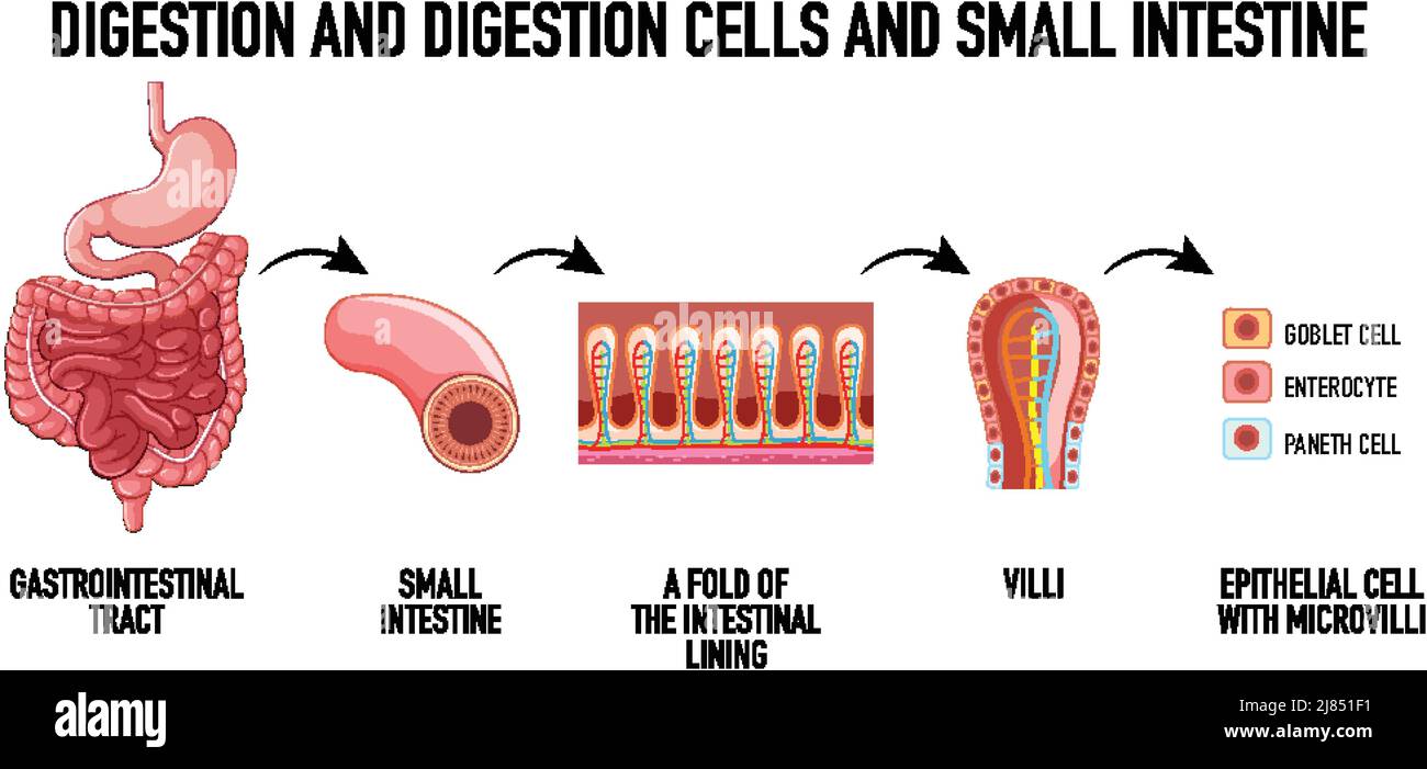 Schéma illustrant les cellules de digestion Illustration de Vecteur