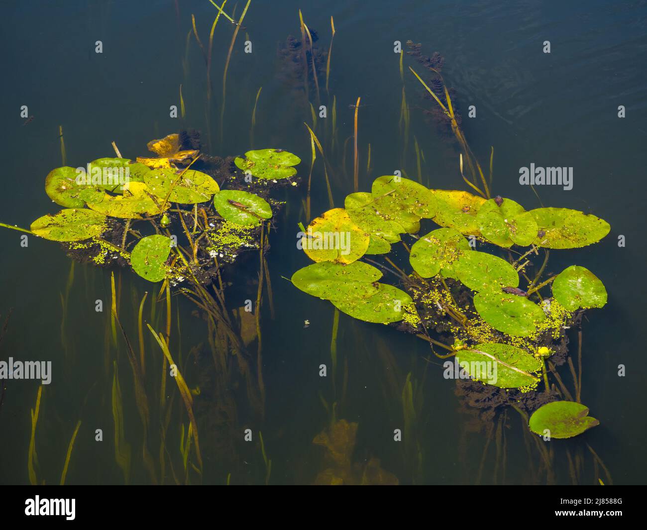 Vue de dessus des feuilles de lotus vert Banque D'Images