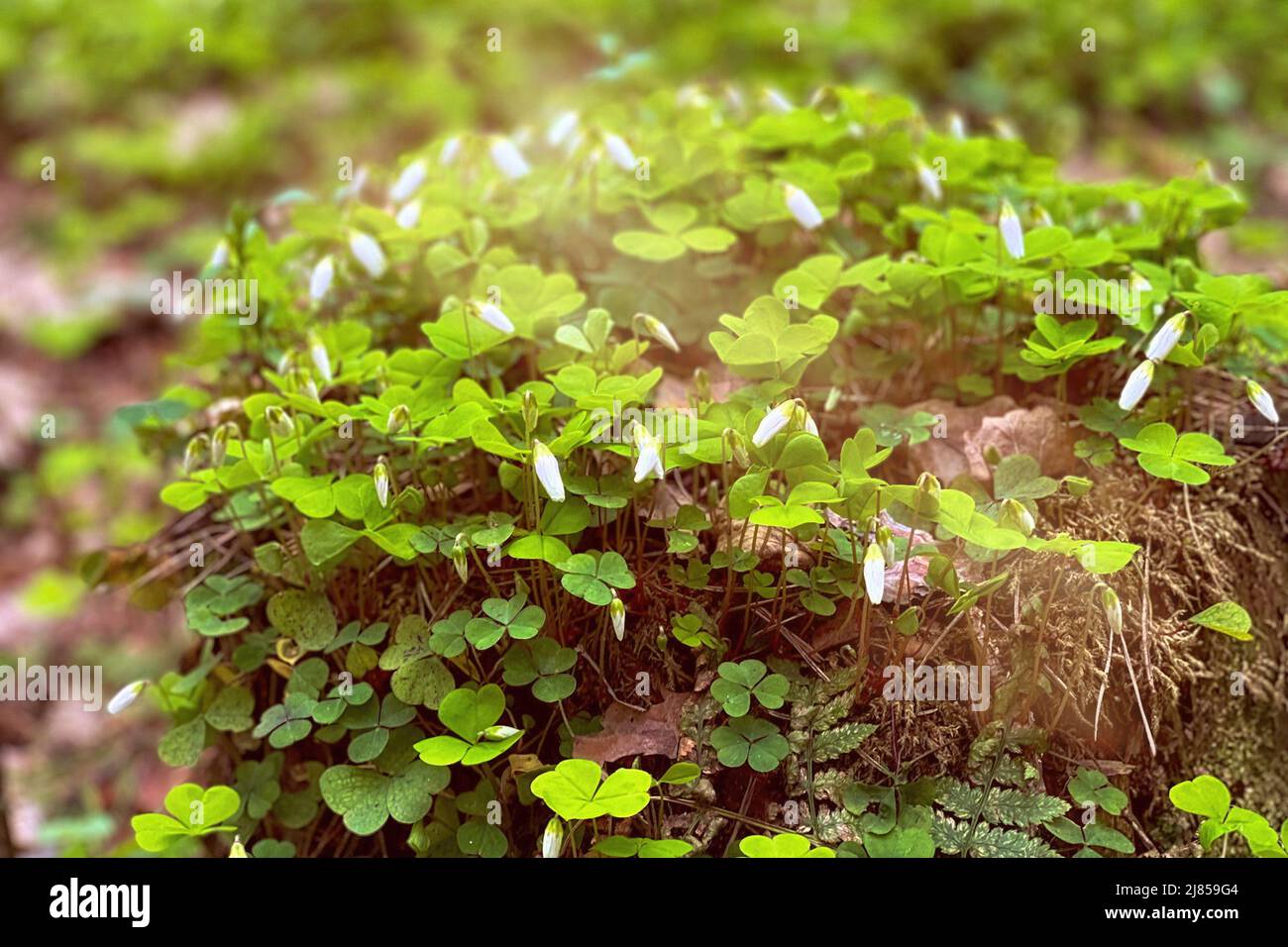 Fleurs de printemps sauvages Oxalis dans les bourgeons Banque D'Images