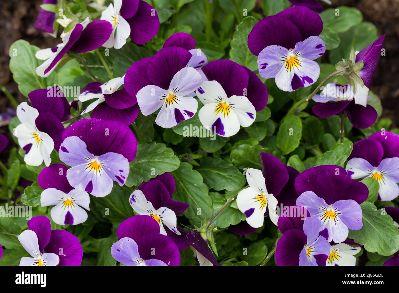 Viola cornuta, violet corné, fleurs de pansy corné au printemps, Royaume-Uni Banque D'Images