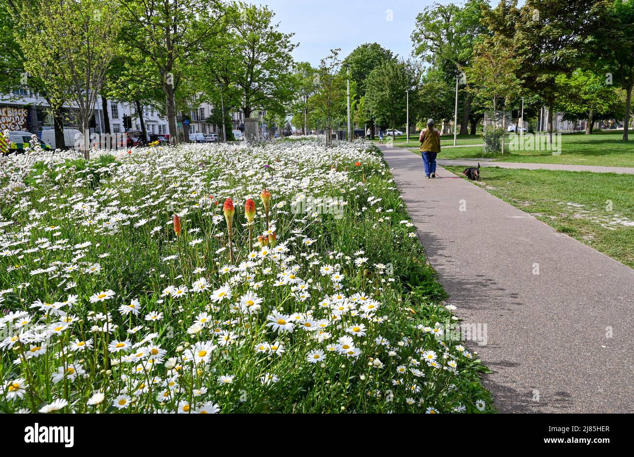 Brighton UK 13th Mai 2022 - le lit de fleurs sauvages dans Valley Gardens Brighton est en pleine floraison sur une matinée ensoleillée comme temps chaud est prévu pour le week-end : crédit Simon Dack / Alamy Live News Banque D'Images