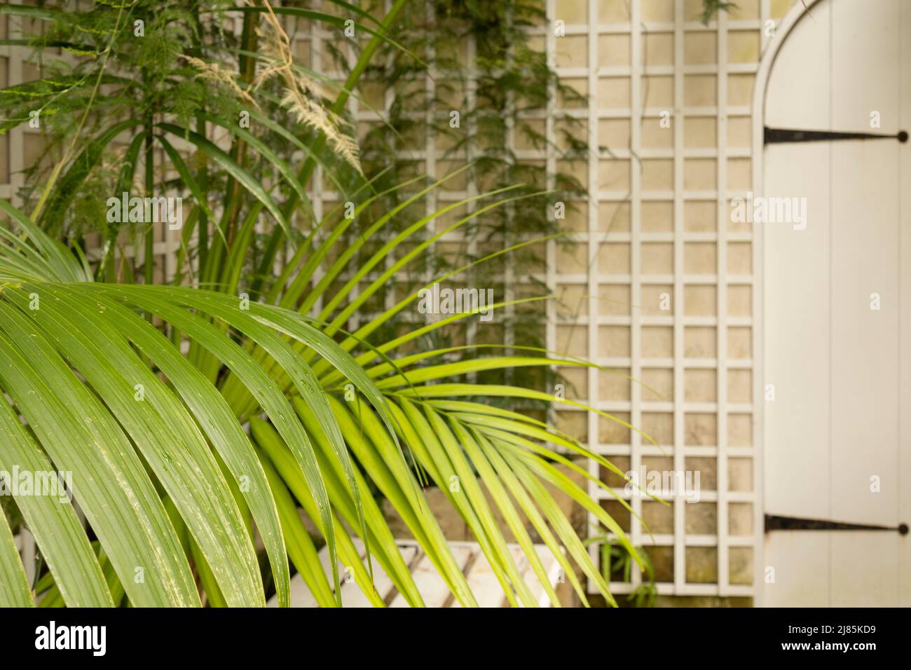 Plantes vertes dans le jardin botanique intérieur. Soleil dans la fenêtre panoramique. Fond naturel frais. Banque D'Images