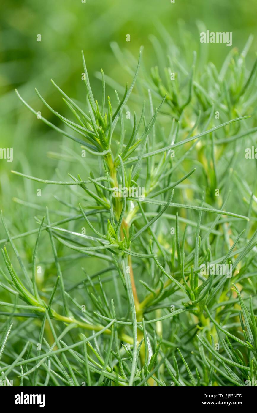 La délicatesse italienne Aggretti, roscano, la barbe du frère, le saltwort, le barill ou le thistlewort russe, la barbe du moine Banque D'Images