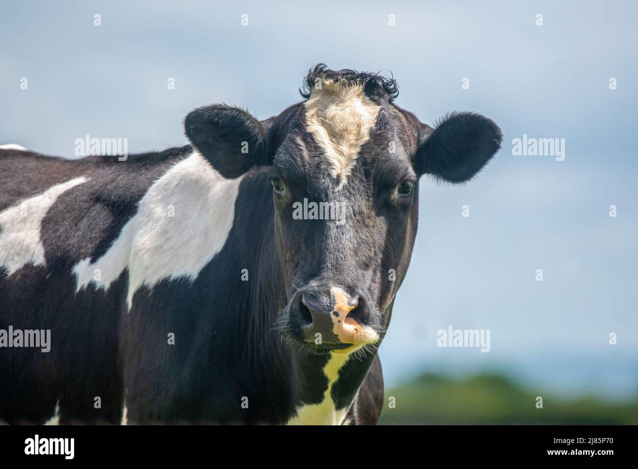Une photo en gros plan d'une vache laitière noire et blanche Banque D'Images