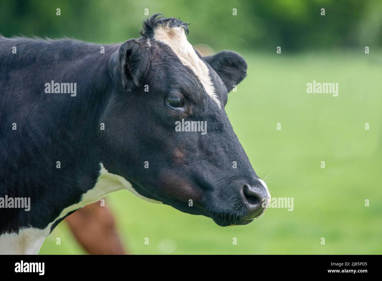 Une photo en gros plan d'une vache laitière noire et blanche Banque D'Images
