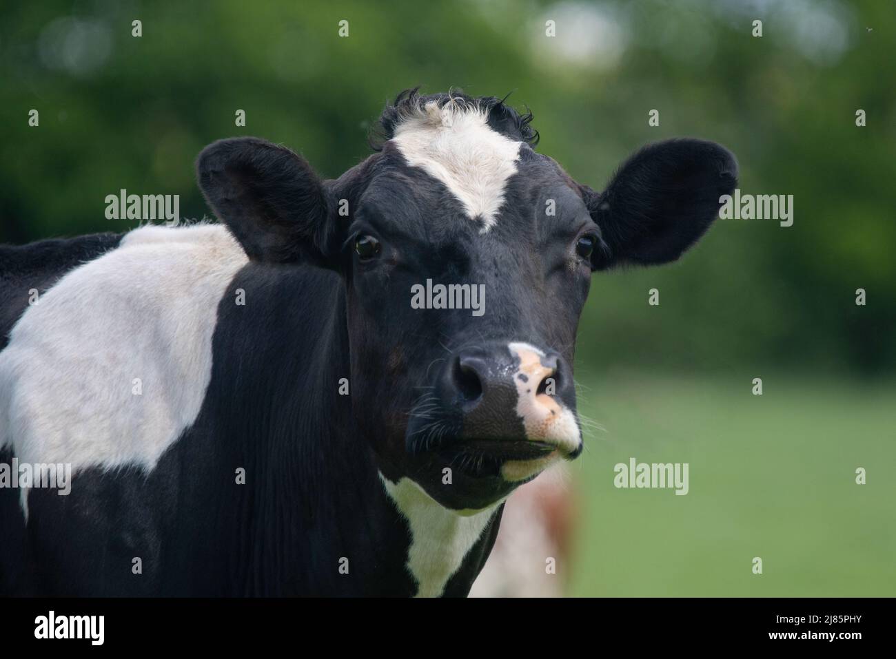 Une photo en gros plan d'une vache laitière noire et blanche Banque D'Images
