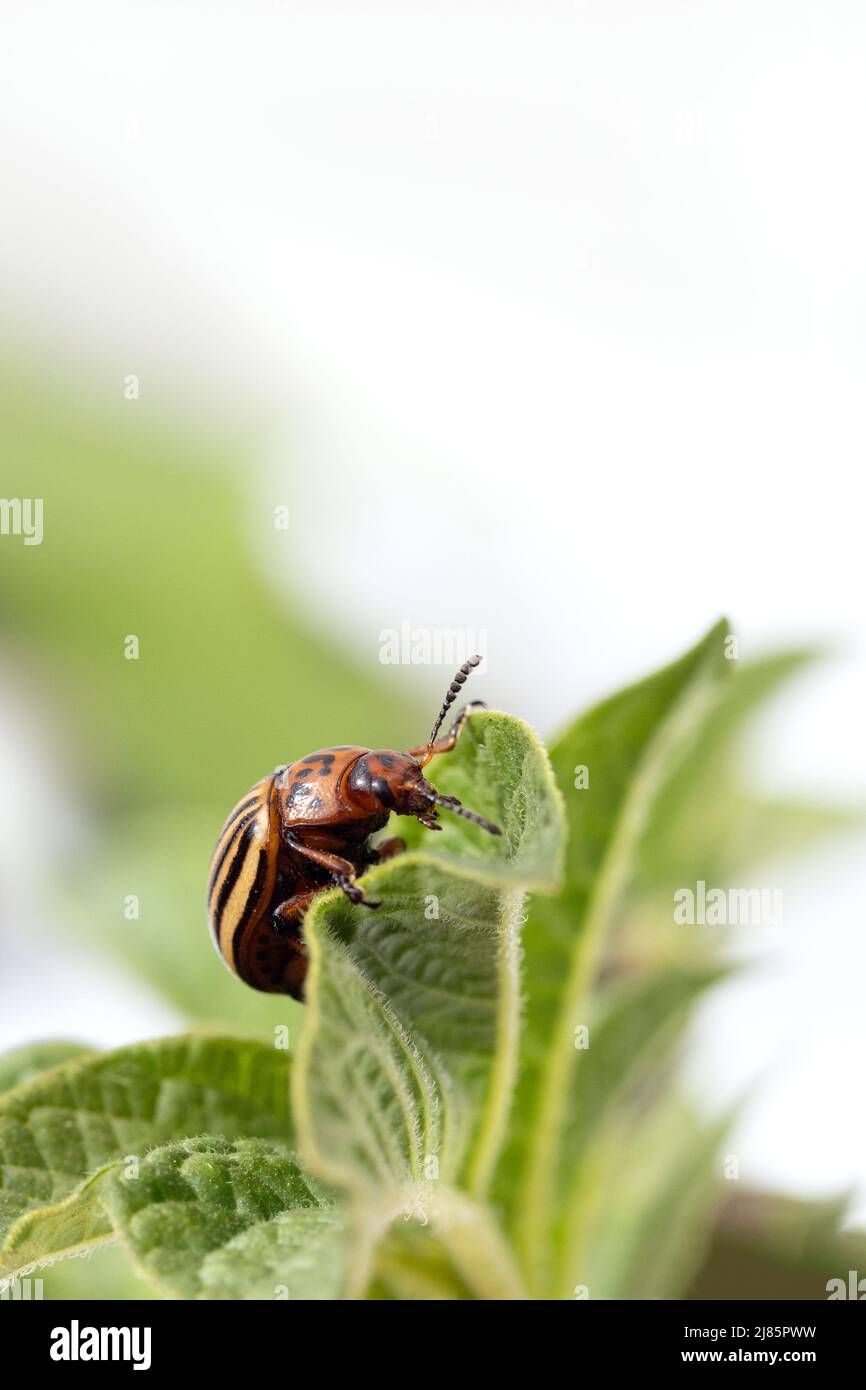 Insectes de pomme de terre sur le feuillage de la pomme de terre sur fond naturel. Leptinotarsa decemlineata Banque D'Images