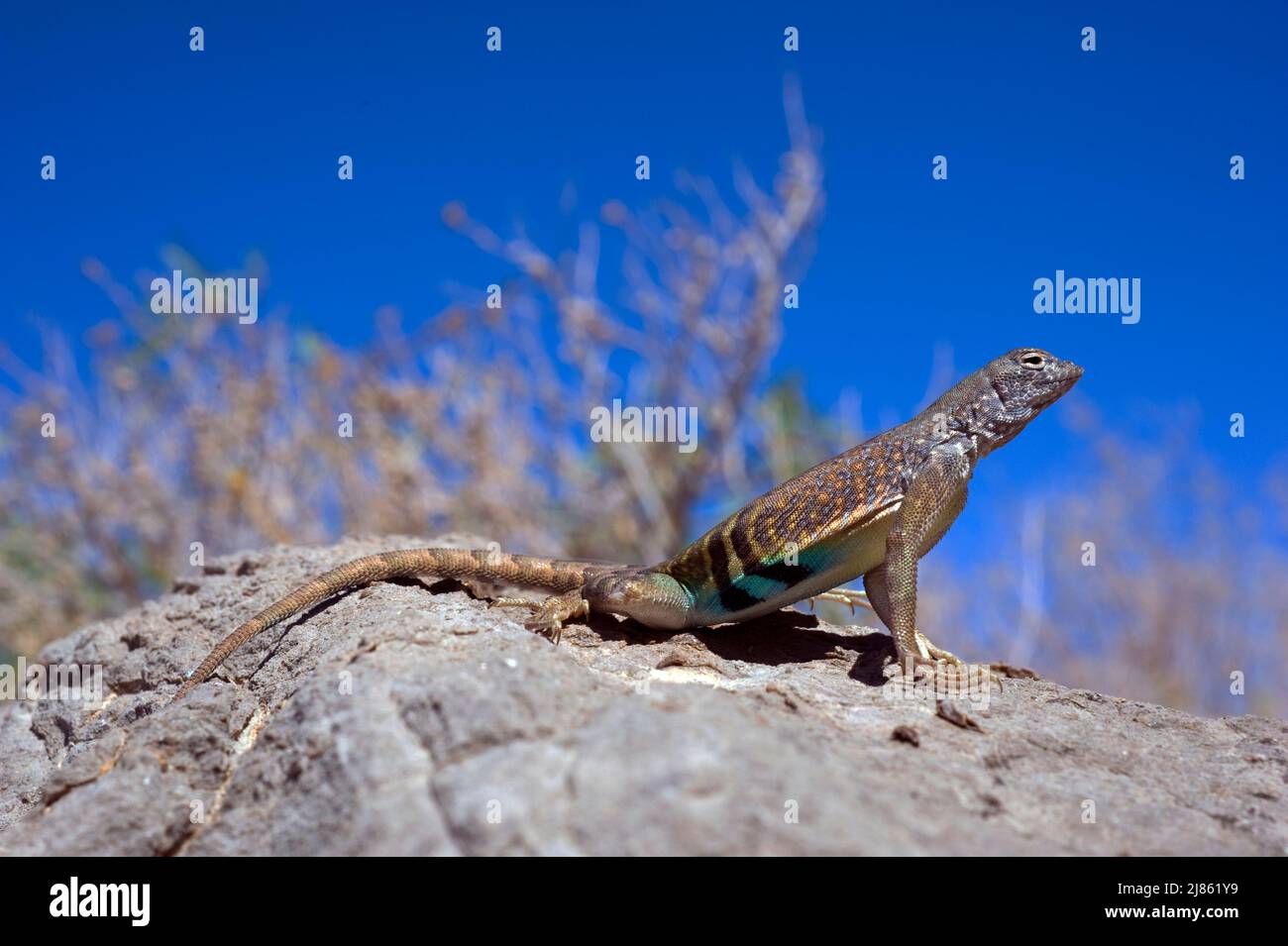 Sud-Ouest plus grand sans terre Lizard Catalina Foothills USA Banque D'Images