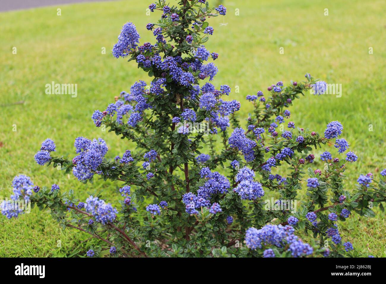 L'arbuste Ceanothus Dark Star également connu sous le nom de lilas de Californie ou de brousse de savon avec ses fleurs pourpres bleu profond et ses feuilles ovales Banque D'Images