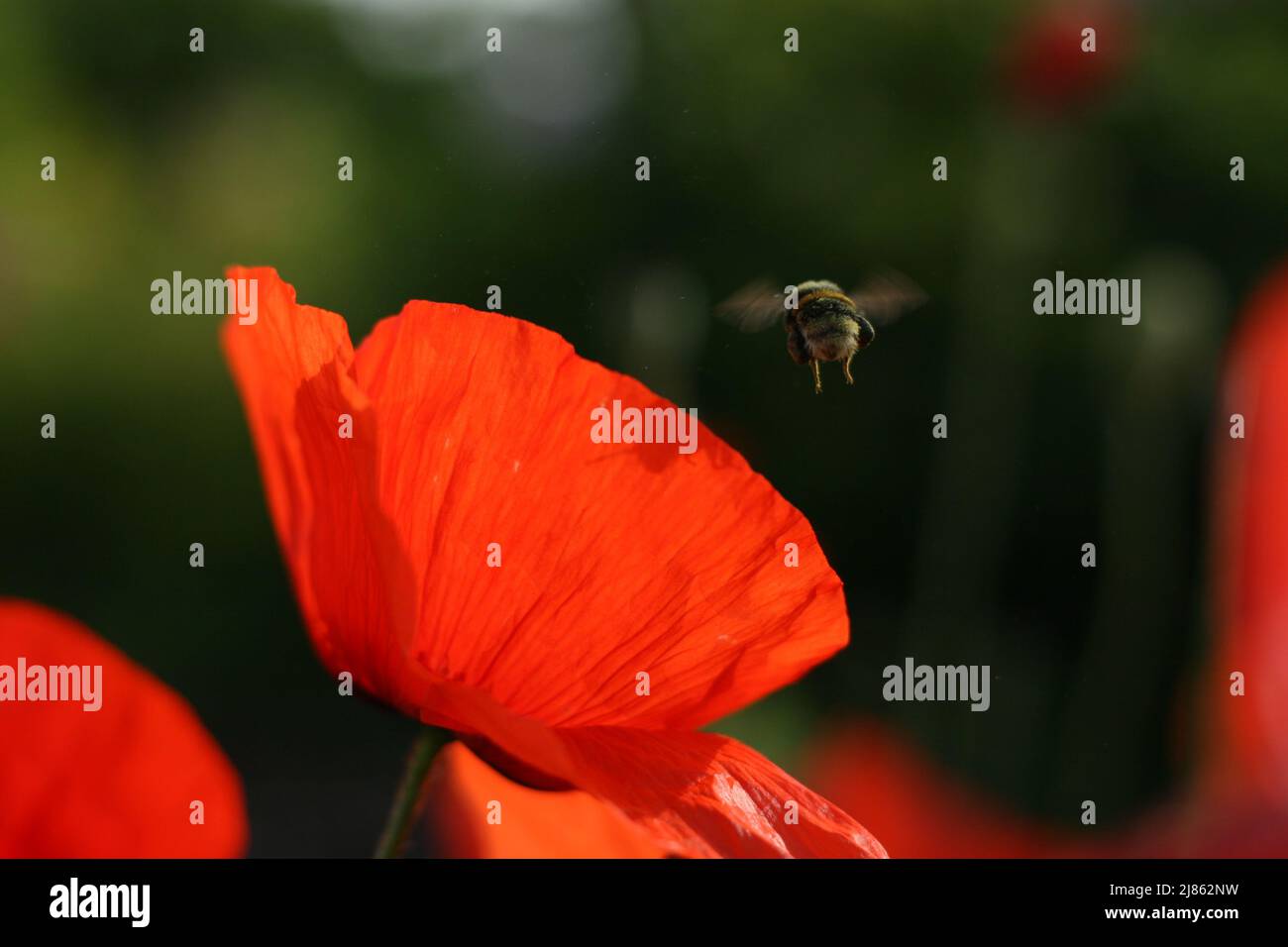 Fleur de pavot et bourdon. Banque D'Images