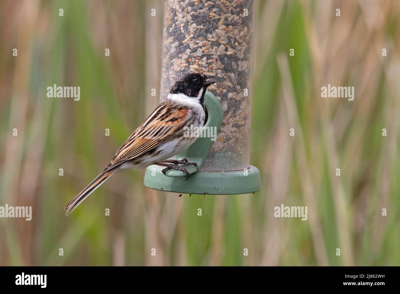 Reed Bunting (Emberiza schoeniclus) sur le convoyeur Lakenheath Fen Suffolk UK GB Mai 2022 Banque D'Images