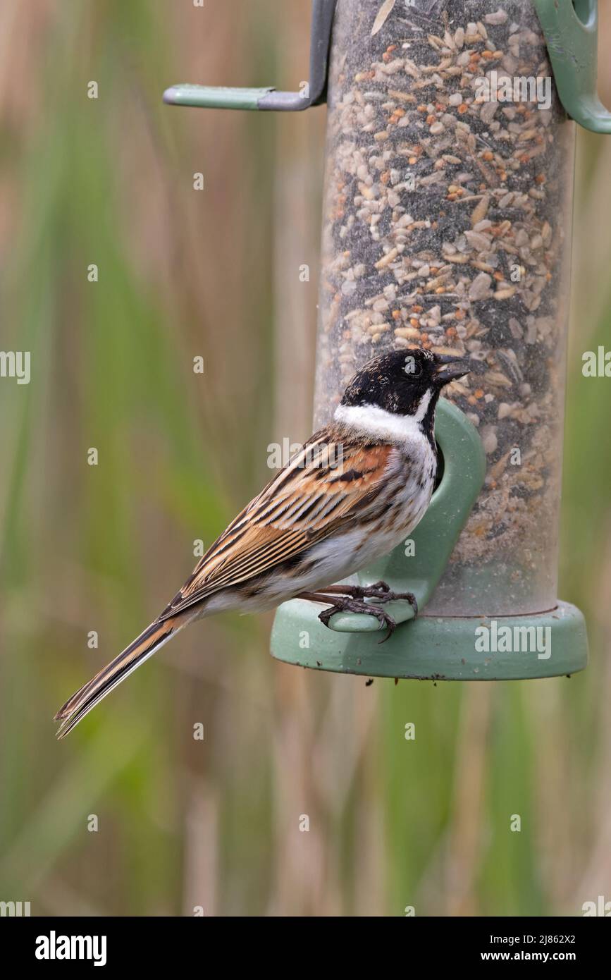 Reed Bunting (Emberiza schoeniclus) sur le convoyeur Lakenheath Fen Suffolk UK GB Mai 2022 Banque D'Images