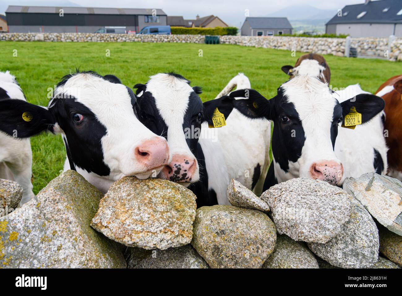 Vaches derrière un mur traditionnel de pierre sèche, commun autour des montagnes Mourne, Irlande du Nord. Banque D'Images