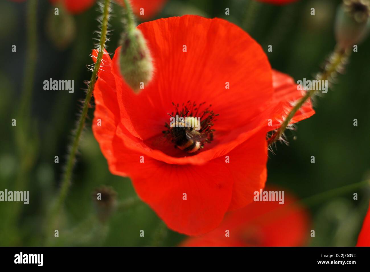 Fleur de pavot et bourdon. Banque D'Images