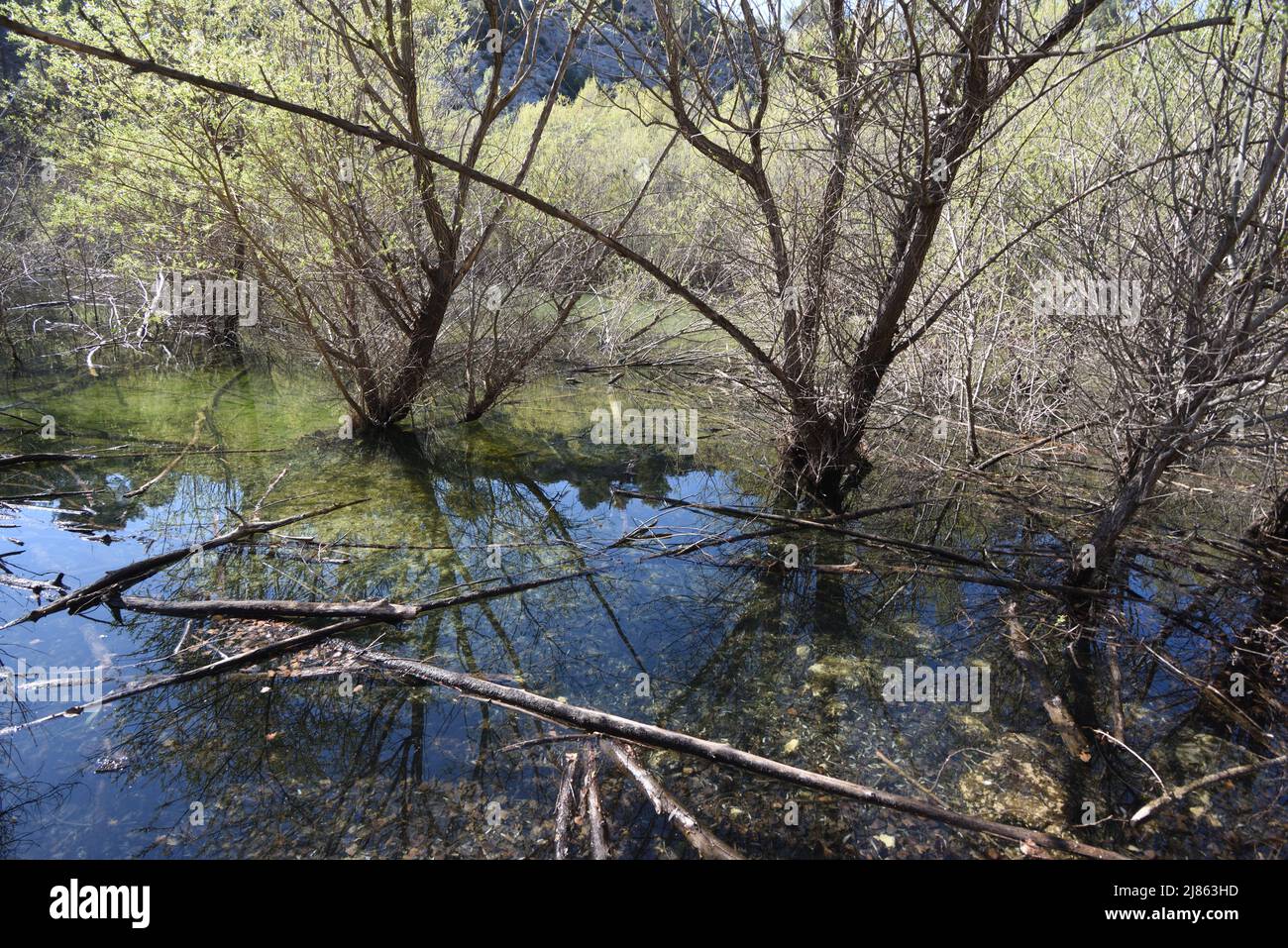 Végétation humide et saules inondés sur la rivière cause Lac Zola dans la réserve naturelle de montagne Sainte-victoire Aix-en-Provence Provence Provence France Banque D'Images