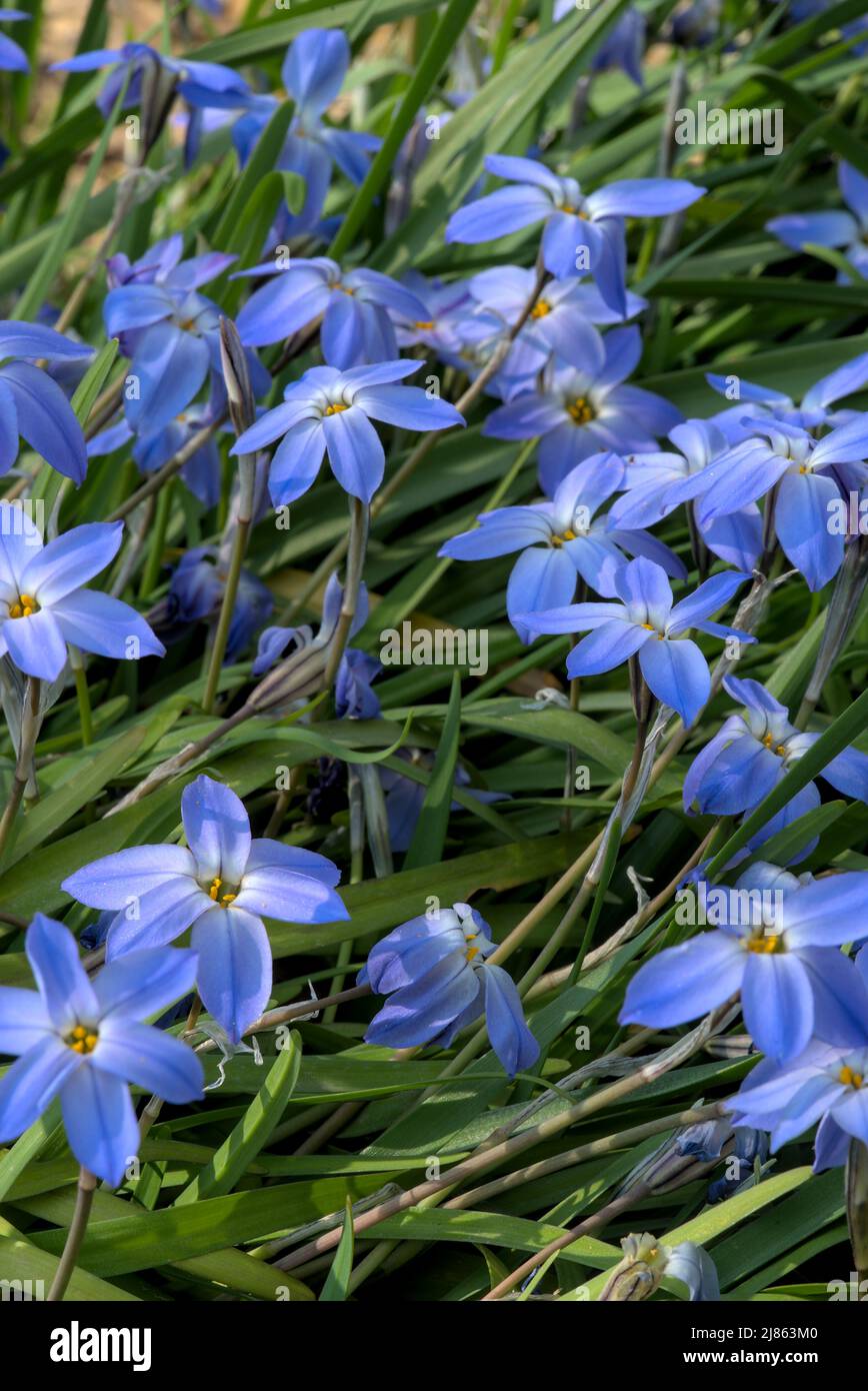 Groupe de fleurs bleues d'Ipheion uniflorum (étoile du printemps) en gros plan Banque D'Images