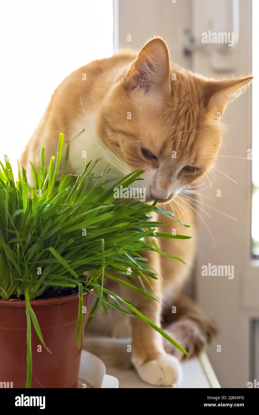 Un chat rouge mange de l'herbe verte herbe juteuse verte pour les chats, l'avoine germé est utile pour les chats Banque D'Images