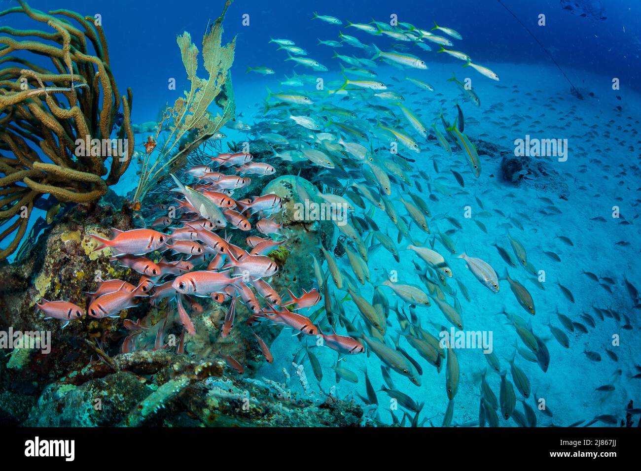 Le soldat de Blackbar (Myripristis jacobuson) sur le pont divesite au large de l'île hollandaise de Sint Maarten Banque D'Images