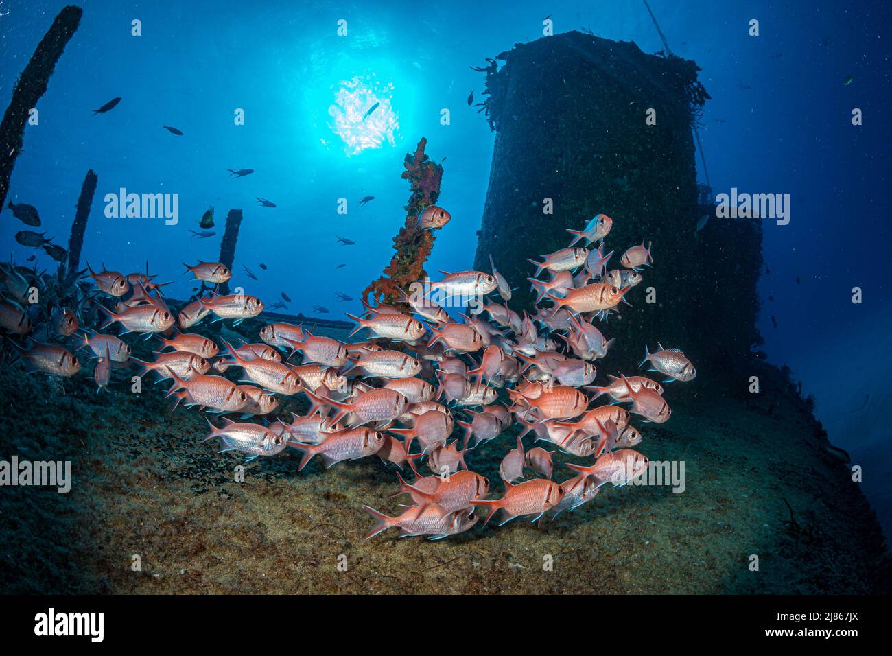 Le soldat de Blackbar (Myripristis jacobuson) sur l'épave du Porpoise au large de l'île néerlandaise de Sint Maarten Banque D'Images