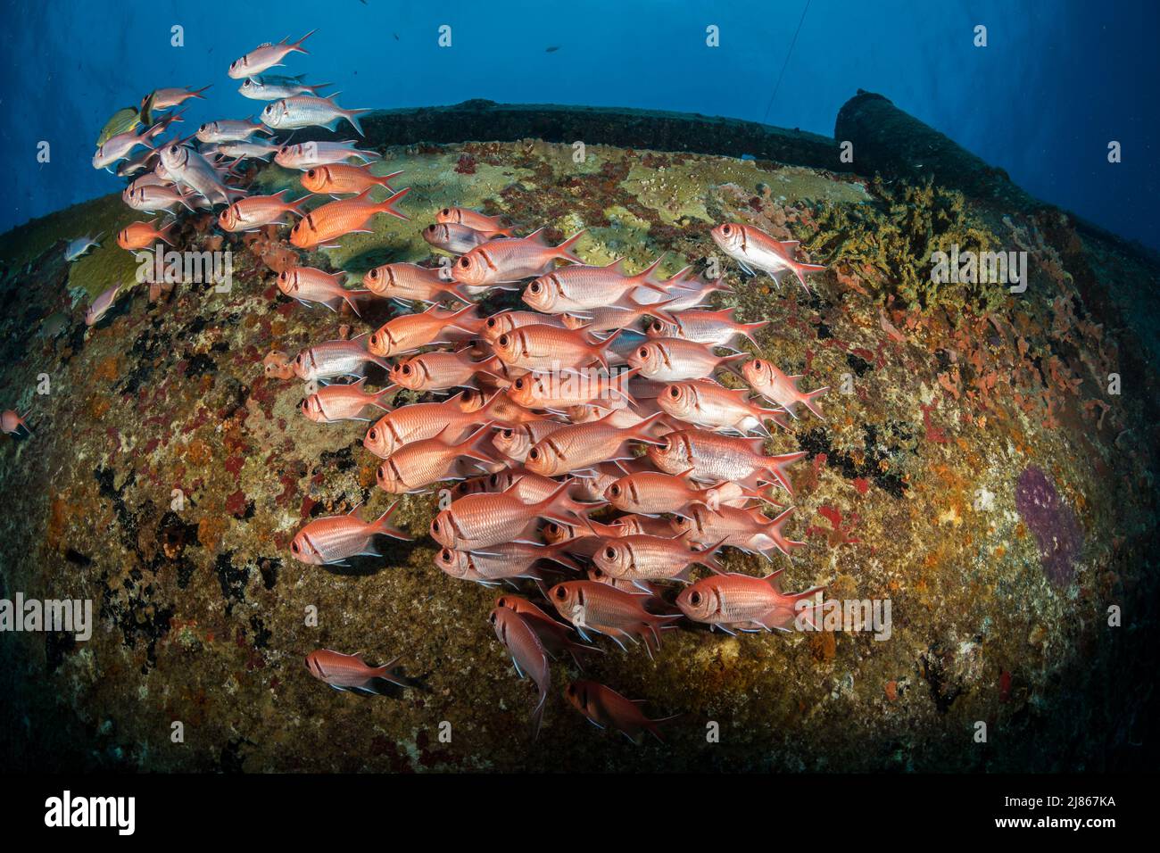 Le soldat de Blackbar (Myripristis jacobus) sur l'épave de la cargaison de Carib au large de l'île néerlandaise de Sint Maarten Banque D'Images