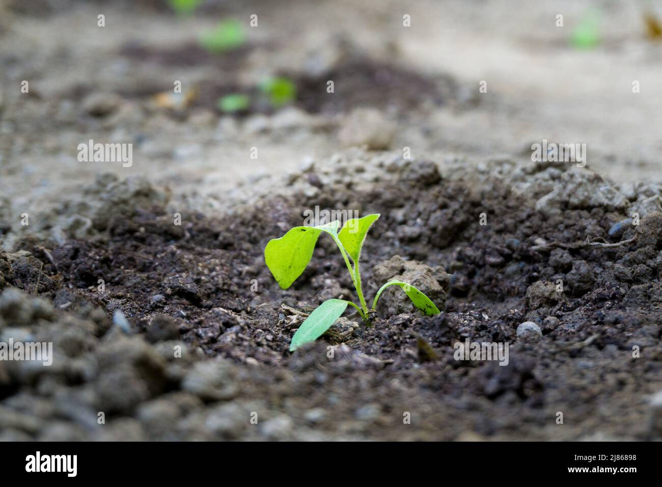 Un cliché isolé d'épinards, Spinacia oleracea gousse dans un jardin indien biologique. Légumes verts cultivés à la maison. Banque D'Images