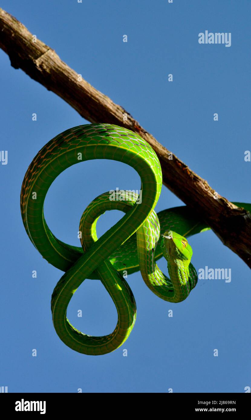 Serpent de vigne asiatique (Ahaetulla prasina) dans un arbre, Sumatra Banque D'Images