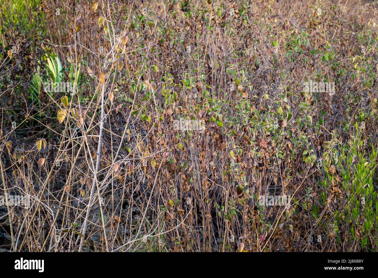 Buckthorn, arbuste Rhamnus à moitié sec et vert pendant les étés dans la forêt indienne. Banque D'Images