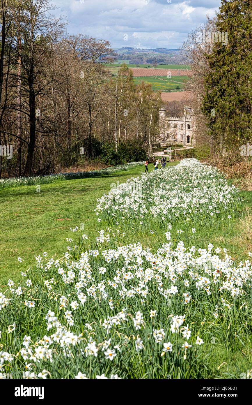 Narcissi au printemps, au château de Lowther, dans le parc national de English Lake District, près de Penrith, Cumbria, Angleterre Banque D'Images