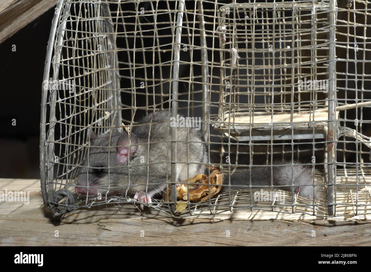 Grosse souris (Glis Glis) dans un piège, Poitou, France Photo Stock - Alamy