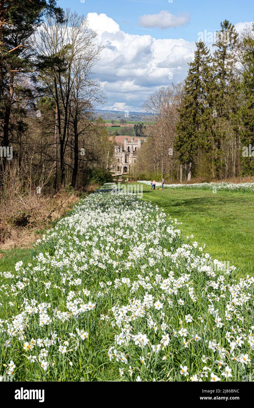 Narcissi au printemps, au château de Lowther, dans le parc national de English Lake District, près de Penrith, Cumbria, Angleterre Banque D'Images