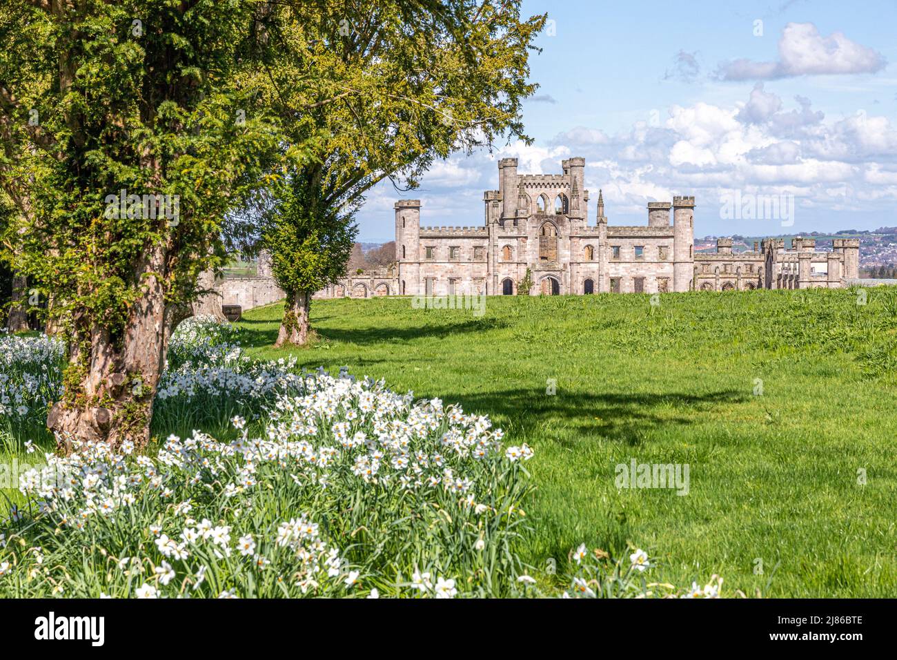 Narcissi au printemps, au château de Lowther, dans le parc national de English Lake District, près de Penrith, Cumbria, Angleterre Banque D'Images