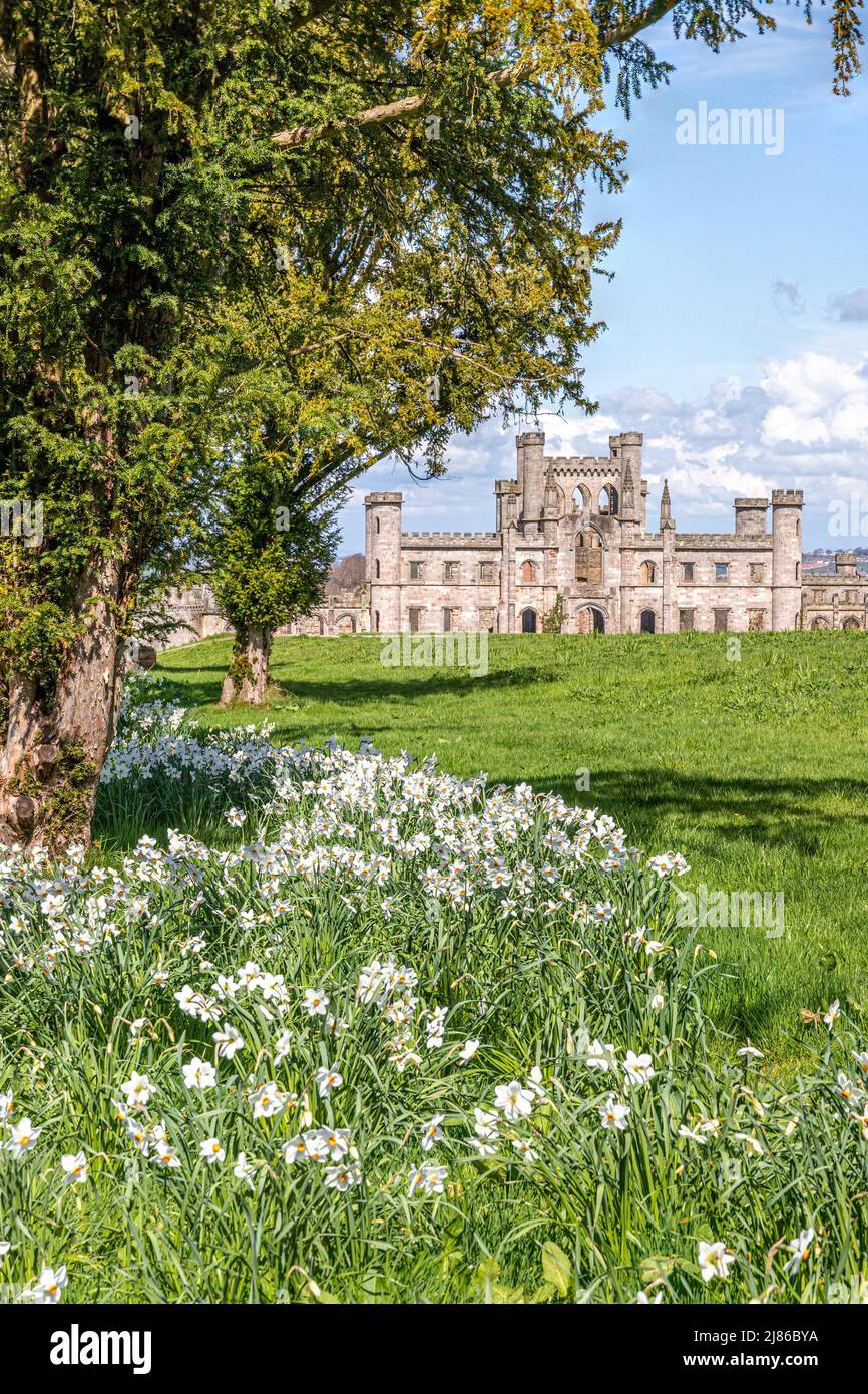 Narcissi au printemps, au château de Lowther, dans le parc national de English Lake District, près de Penrith, Cumbria, Angleterre Banque D'Images