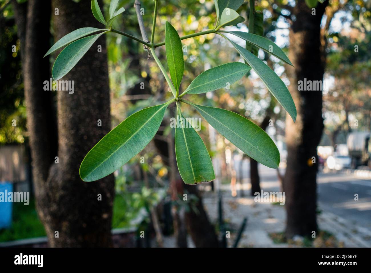 Un cliché isolé de feuilles de tableau noir avec un arrière-plan hors foyer en bordure de route en Inde. Alstonia scholaris, communément appelé arbre de tableau noir ou devi Banque D'Images