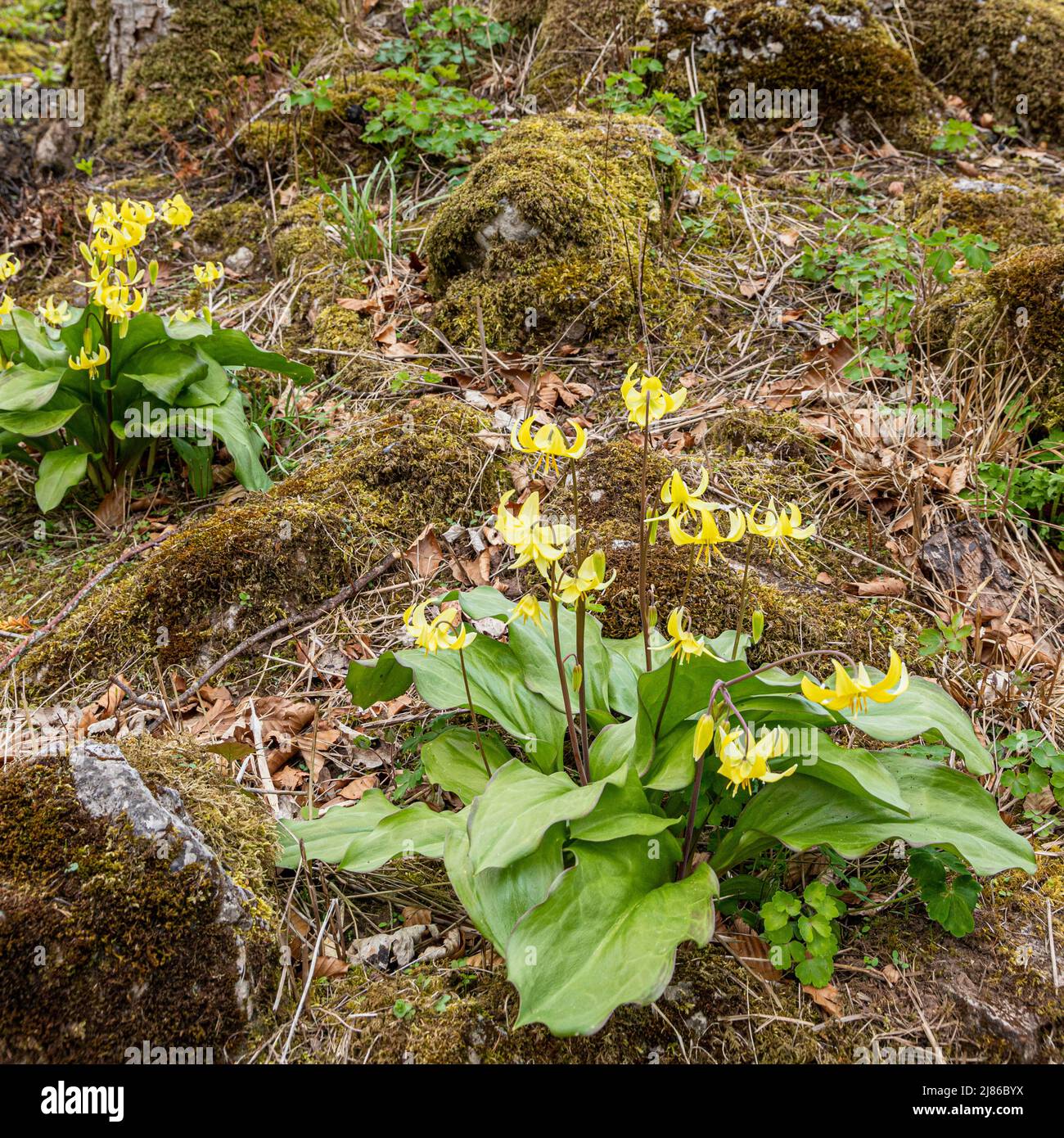 Fauve des nénuphars au printemps dans les jardins du château de Lowther, dans le parc national de English Lake District, près de Penrith, Cumbria, Angleterre Banque D'Images
