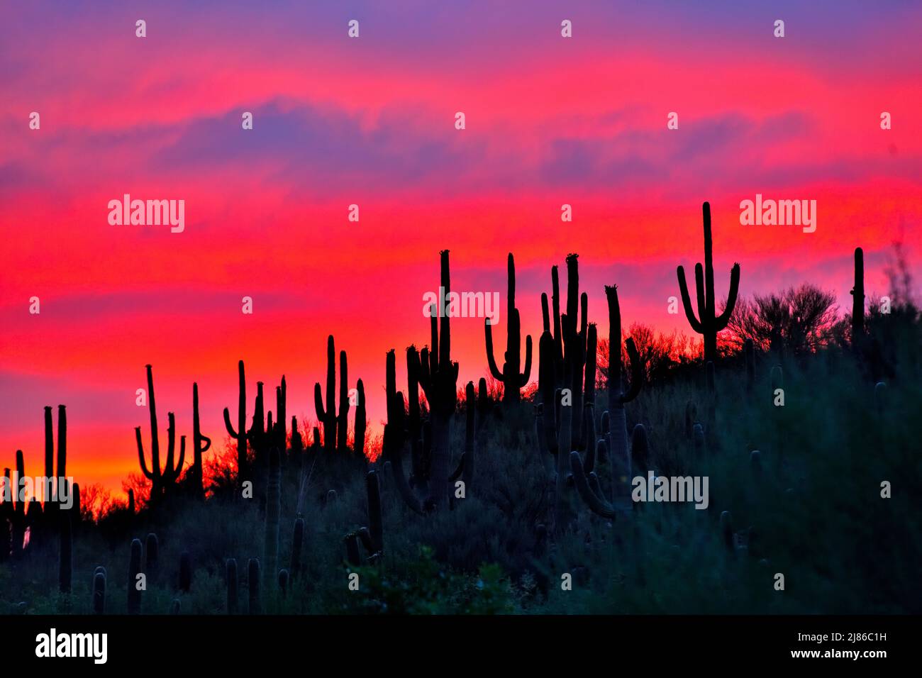 Coucher de soleil sur Saguaros (Carnegiea gigantea), parc national de Catalina, Arizona, États-Unis Banque D'Images