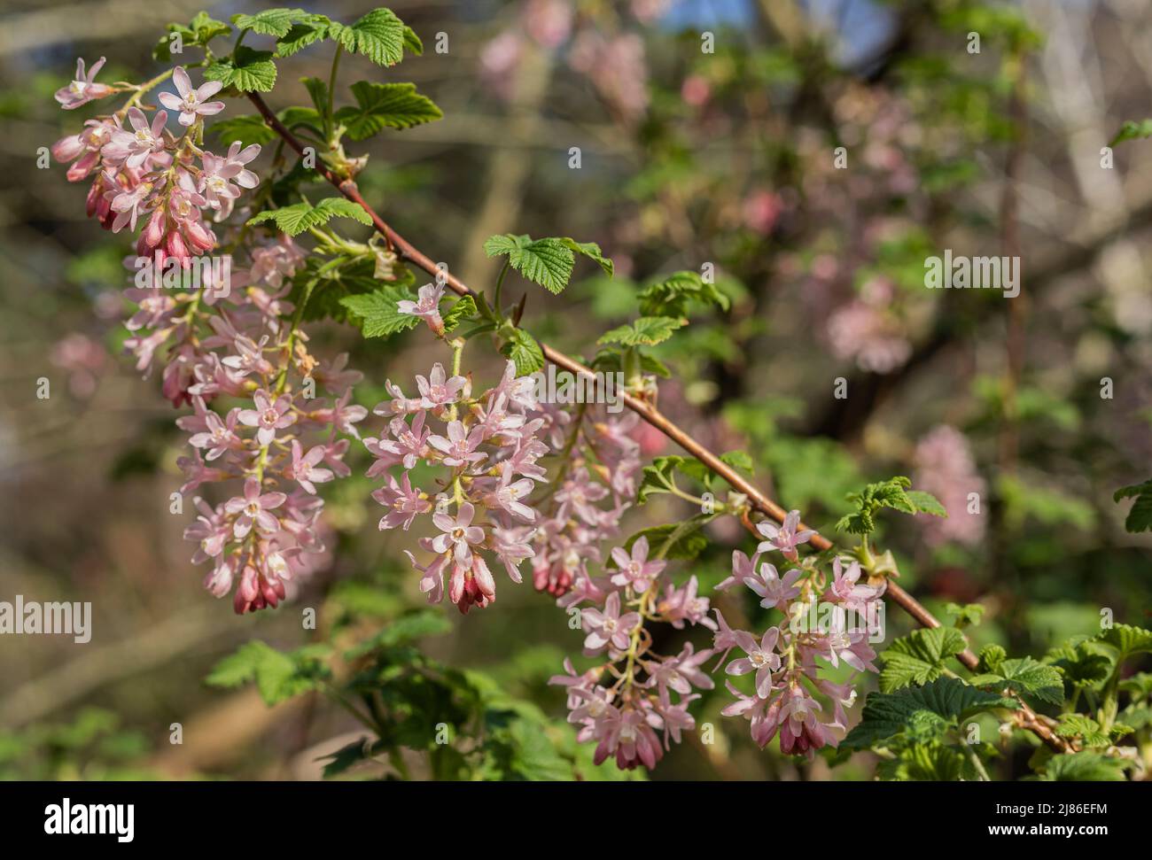 Une branche de belles petites fleurs en cascade sur un arrière-plan flou Banque D'Images