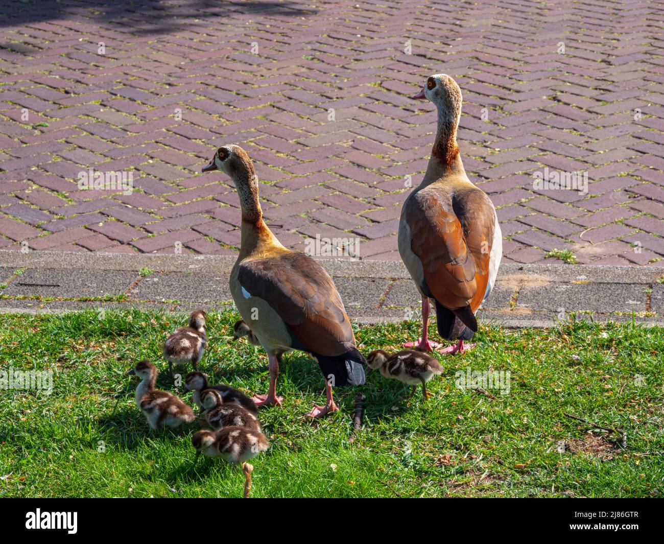 Famille d'oies sauvages dans la rue de Rotterdam Banque D'Images