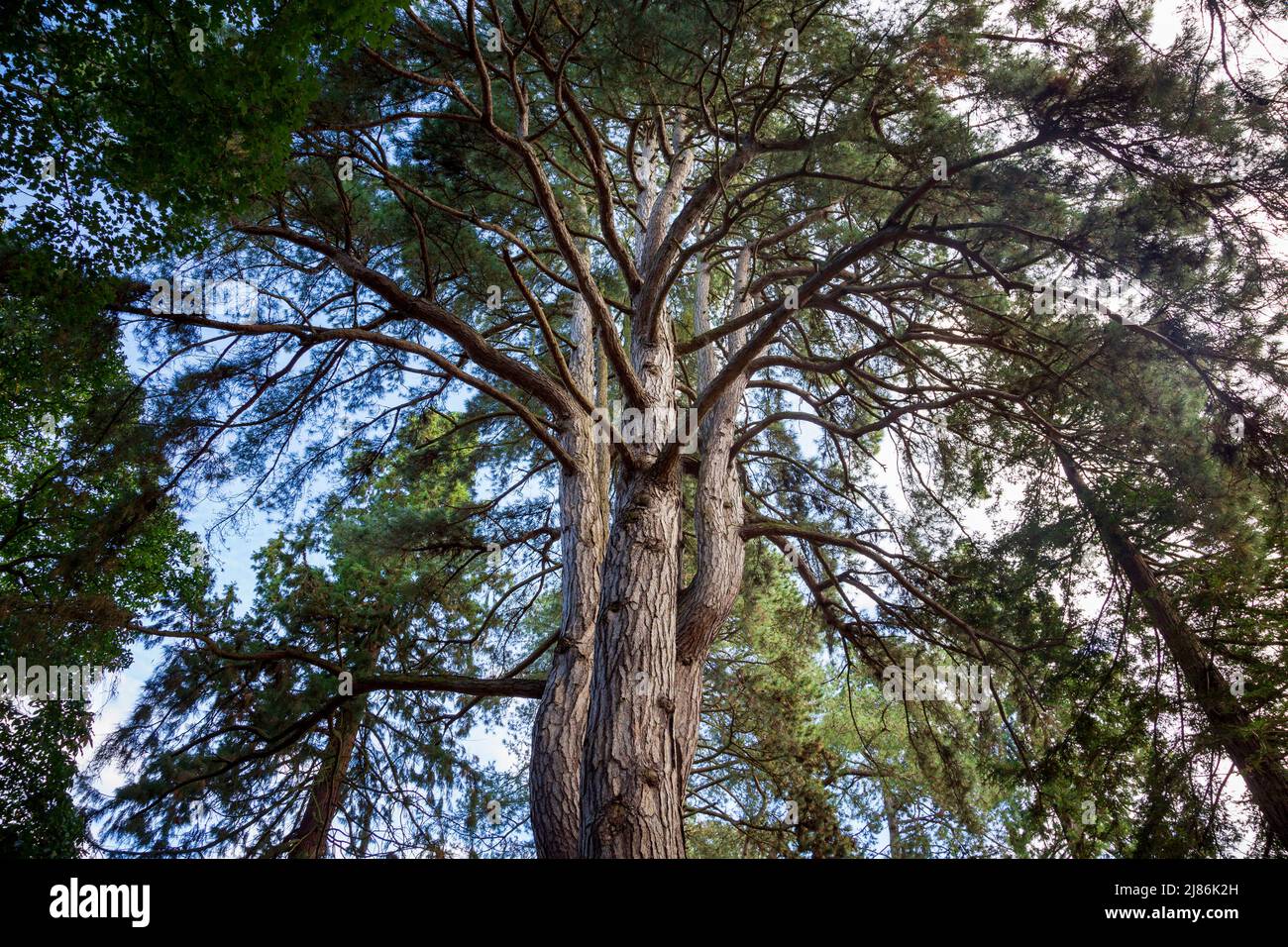 Un pin de Crimée (Pinus nigra) Banque D'Images