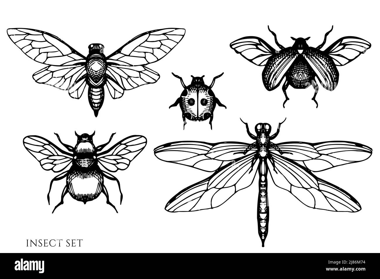 Collection d'illustrations vectorielles vintage de Tea Herbs. Insecte noir et blanc. Illustration de Vecteur